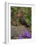 Female Blackbird (Turdus Merula), on Garden Wall in Early Summer, United Kingdom-Steve & Ann Toon-Framed Photographic Print