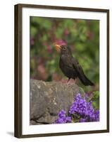 Female Blackbird (Turdus Merula), on Garden Wall in Early Summer, United Kingdom-Steve & Ann Toon-Framed Photographic Print