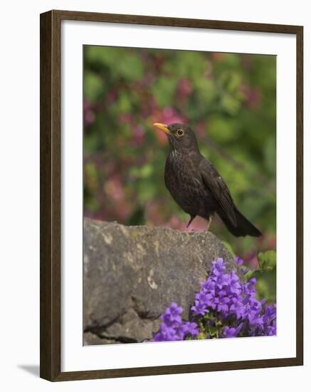 Female Blackbird (Turdus Merula), on Garden Wall in Early Summer, United Kingdom-Steve & Ann Toon-Framed Photographic Print