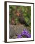 Female Blackbird (Turdus Merula), on Garden Wall in Early Summer, United Kingdom-Steve & Ann Toon-Framed Photographic Print