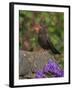 Female Blackbird (Turdus Merula), on Garden Wall in Early Summer, United Kingdom-Steve & Ann Toon-Framed Photographic Print