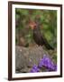 Female Blackbird (Turdus Merula), on Garden Wall in Early Summer, United Kingdom-Steve & Ann Toon-Framed Photographic Print