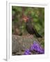 Female Blackbird (Turdus Merula), on Garden Wall in Early Summer, United Kingdom-Steve & Ann Toon-Framed Photographic Print