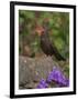 Female Blackbird (Turdus Merula), on Garden Wall in Early Summer, United Kingdom-Steve & Ann Toon-Framed Photographic Print