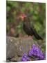 Female Blackbird (Turdus Merula), on Garden Wall in Early Summer, United Kingdom-Steve & Ann Toon-Mounted Photographic Print