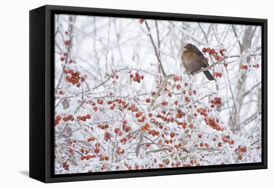 Female Blackbird (Turdus Merula) Perched in Crab Apple Tree in Winter, Scotland, UK, December 2010-Mark Hamblin-Framed Stretched Canvas