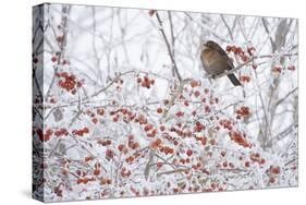 Female Blackbird (Turdus Merula) Perched in Crab Apple Tree in Winter, Scotland, UK, December 2010-Mark Hamblin-Stretched Canvas