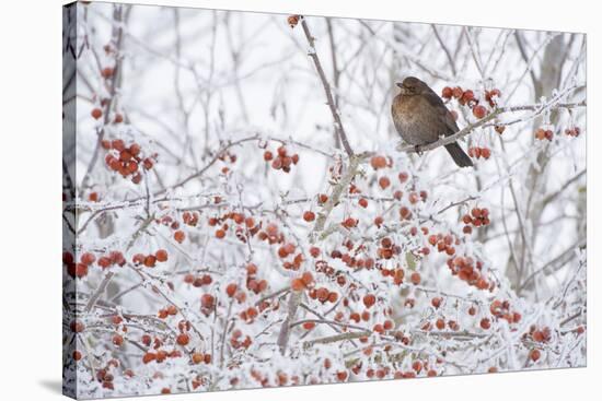 Female Blackbird (Turdus Merula) Perched in Crab Apple Tree in Winter, Scotland, UK, December 2010-Mark Hamblin-Stretched Canvas