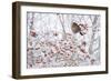 Female Blackbird (Turdus Merula) Perched in Crab Apple Tree in Winter, Scotland, UK, December 2010-Mark Hamblin-Framed Photographic Print