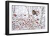 Female Blackbird (Turdus Merula) Perched in Crab Apple Tree in Winter, Scotland, UK, December 2010-Mark Hamblin-Framed Photographic Print