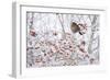 Female Blackbird (Turdus Merula) Perched in Crab Apple Tree in Winter, Scotland, UK, December 2010-Mark Hamblin-Framed Photographic Print