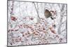 Female Blackbird (Turdus Merula) Perched in Crab Apple Tree in Winter, Scotland, UK, December 2010-Mark Hamblin-Mounted Photographic Print