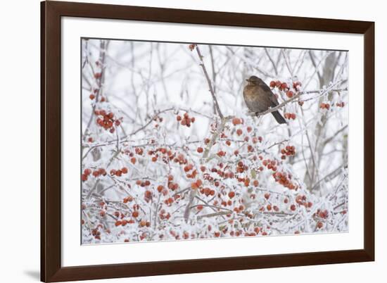 Female Blackbird (Turdus Merula) Perched in Crab Apple Tree in Winter, Scotland, UK, December 2010-Mark Hamblin-Framed Photographic Print