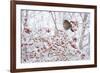 Female Blackbird (Turdus Merula) Perched in Crab Apple Tree in Winter, Scotland, UK, December 2010-Mark Hamblin-Framed Photographic Print