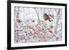 Female Blackbird (Turdus Merula) Perched in Crab Apple Tree in Winter, Scotland, UK, December 2010-Mark Hamblin-Framed Photographic Print