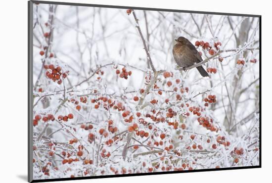 Female Blackbird (Turdus Merula) Perched in Crab Apple Tree in Winter, Scotland, UK, December 2010-Mark Hamblin-Mounted Photographic Print