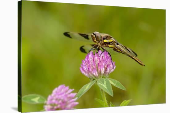 Female Blue Dasher dragonfly on clover, Kentucky-Adam Jones-Stretched Canvas