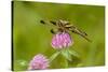 Female Blue Dasher dragonfly on clover, Kentucky-Adam Jones-Stretched Canvas