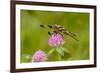 Female Blue Dasher dragonfly on clover, Kentucky-Adam Jones-Framed Photographic Print