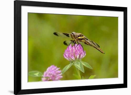 Female Blue Dasher dragonfly on clover, Kentucky-Adam Jones-Framed Photographic Print