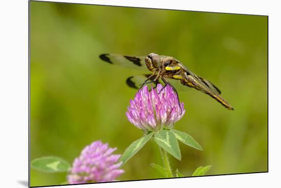 Female Blue Dasher dragonfly on clover, Kentucky-Adam Jones-Mounted Photographic Print