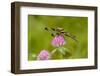 Female Blue Dasher dragonfly on clover, Kentucky-Adam Jones-Framed Photographic Print