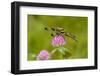 Female Blue Dasher dragonfly on clover, Kentucky-Adam Jones-Framed Photographic Print