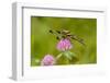 Female Blue Dasher dragonfly on clover, Kentucky-Adam Jones-Framed Photographic Print