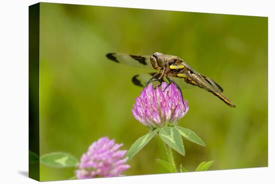 Female Blue Dasher dragonfly on clover, Kentucky-Adam Jones-Stretched Canvas