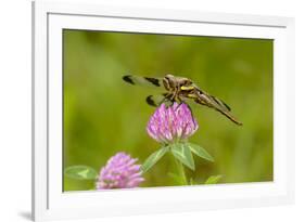 Female Blue Dasher dragonfly on clover, Kentucky-Adam Jones-Framed Premium Photographic Print