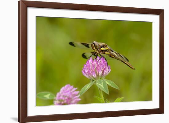 Female Blue Dasher dragonfly on clover, Kentucky-Adam Jones-Framed Premium Photographic Print