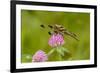 Female Blue Dasher dragonfly on clover, Kentucky-Adam Jones-Framed Premium Photographic Print