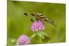 Female Blue Dasher dragonfly on clover, Kentucky-Adam Jones-Mounted Premium Photographic Print