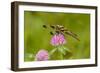 Female Blue Dasher dragonfly on clover, Kentucky-Adam Jones-Framed Photographic Print