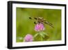 Female Blue Dasher dragonfly on clover, Kentucky-Adam Jones-Framed Photographic Print