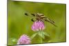 Female Blue Dasher dragonfly on clover, Kentucky-Adam Jones-Mounted Photographic Print