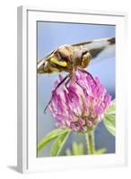 Female Blue Dasher Dragonfly on Clover, Pachydiplax Longipennis, Kentucky-Adam Jones-Framed Photographic Print