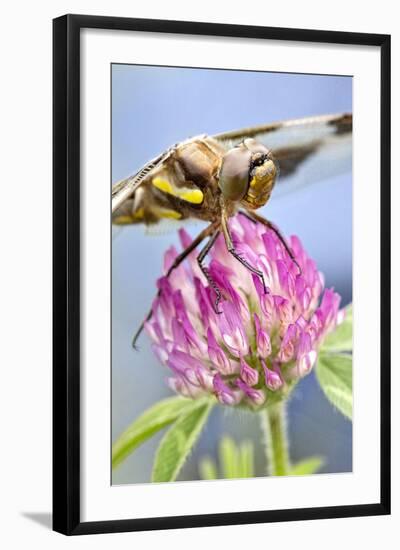 Female Blue Dasher Dragonfly on Clover, Pachydiplax Longipennis, Kentucky-Adam Jones-Framed Photographic Print