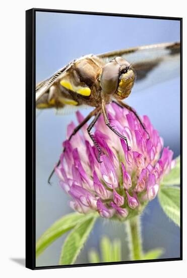 Female Blue Dasher Dragonfly on Clover, Pachydiplax Longipennis, Kentucky-Adam Jones-Framed Stretched Canvas