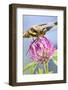 Female Blue Dasher Dragonfly on Clover, Pachydiplax Longipennis, Kentucky-Adam Jones-Framed Photographic Print