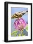 Female Blue Dasher Dragonfly on Clover, Pachydiplax Longipennis, Kentucky-Adam Jones-Framed Photographic Print