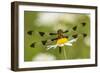 Female Blue Dasher dragonfly on daisy, Kentucky-Adam Jones-Framed Photographic Print