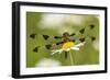 Female Blue Dasher dragonfly on daisy, Kentucky-Adam Jones-Framed Photographic Print