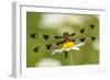 Female Blue Dasher dragonfly on daisy, Kentucky-Adam Jones-Framed Photographic Print