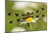 Female Blue Dasher dragonfly on daisy, Kentucky-Adam Jones-Mounted Photographic Print