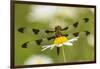 Female Blue Dasher dragonfly on daisy, Kentucky-Adam Jones-Framed Photographic Print