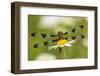 Female Blue Dasher dragonfly on daisy, Kentucky-Adam Jones-Framed Photographic Print