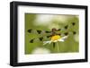 Female Blue Dasher dragonfly on daisy, Kentucky-Adam Jones-Framed Photographic Print