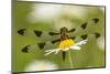 Female Blue Dasher dragonfly on daisy, Kentucky-Adam Jones-Mounted Photographic Print