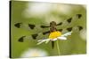 Female Blue Dasher dragonfly on daisy, Kentucky-Adam Jones-Stretched Canvas